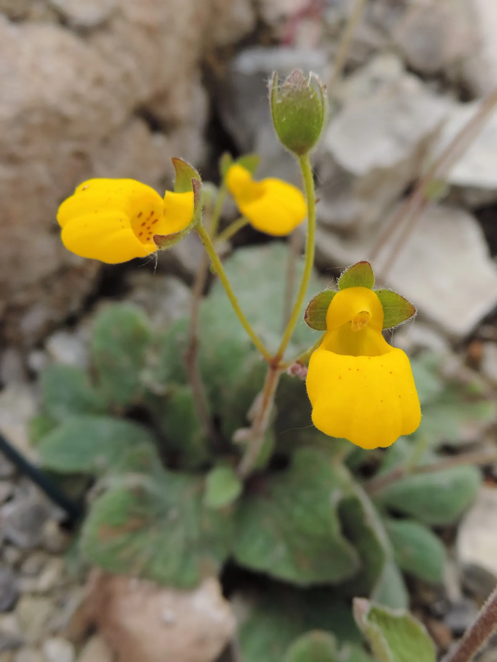 Slipper Flower, Pouch Flower (Calceolaria Herbeohybrida Group) — though it can tolerate a range of light conditions
