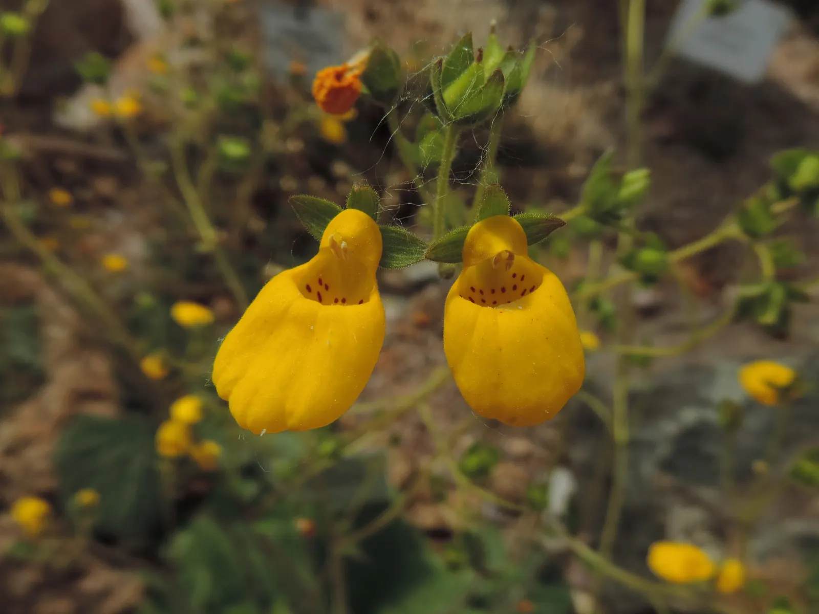 Slipper Flower, Pouch Flower (Calceolaria Herbeohybrida Group) — which boast a brilliant display of yellow