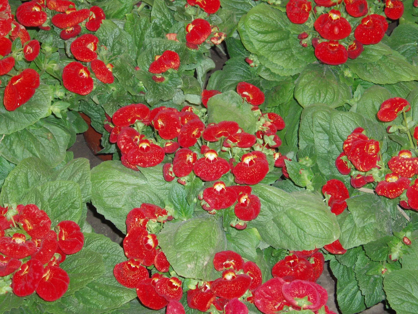 Slipper Flower, Pouch Flower (Calceolaria Herbeohybrida Group) — or bi-colored blooms that resemble tiny; ideal for partial shade, they thrive in well-drained