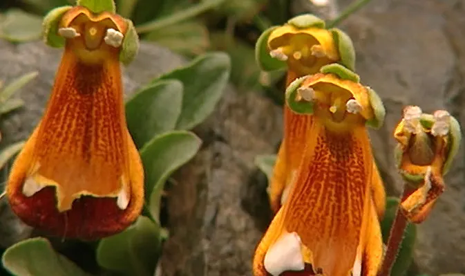 Slipper Flower, Pouch Flower (Calceolaria Herbeohybrida Group) — Hardy in USDA zones 10-11