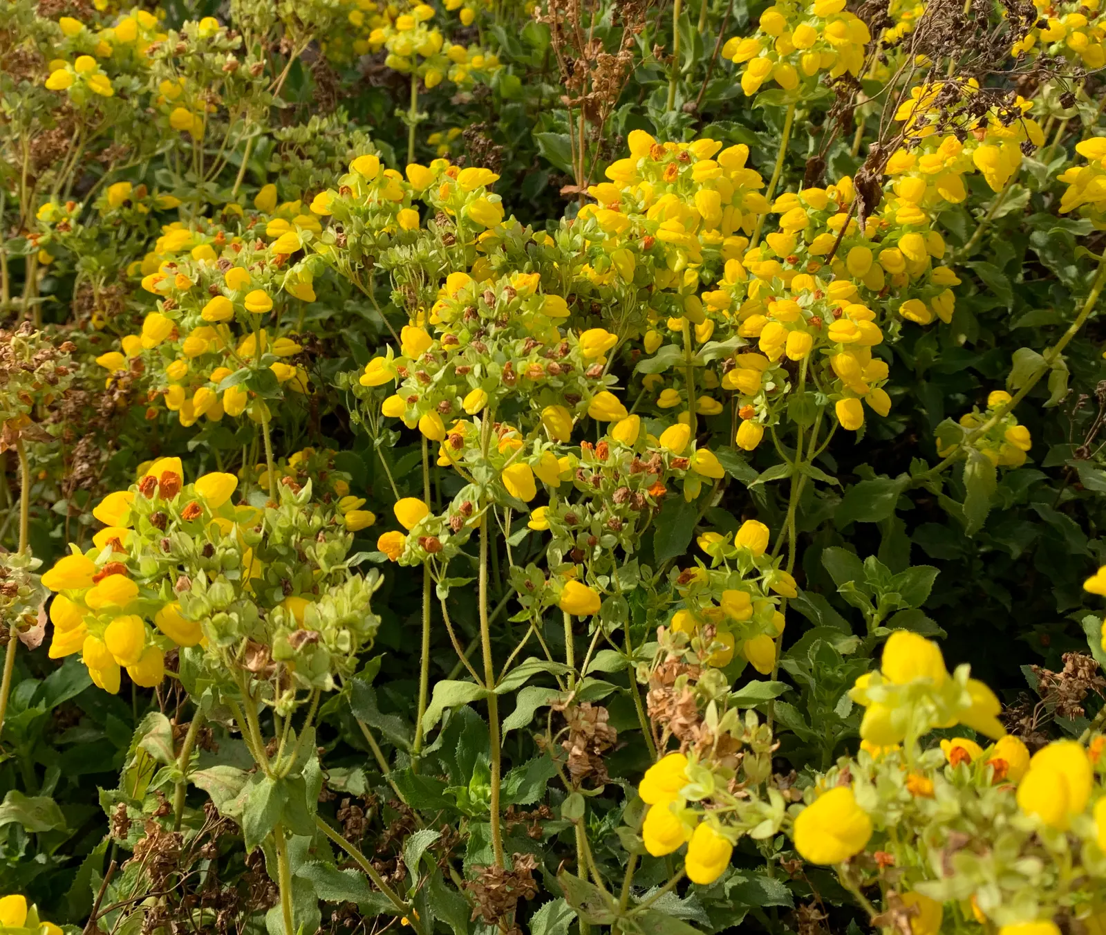 Slipper Flower, Pouch Flower (Calceolaria Herbeohybrida Group) — Hardy in USDA zones 10-11; annual for deep shade or full or half or shade