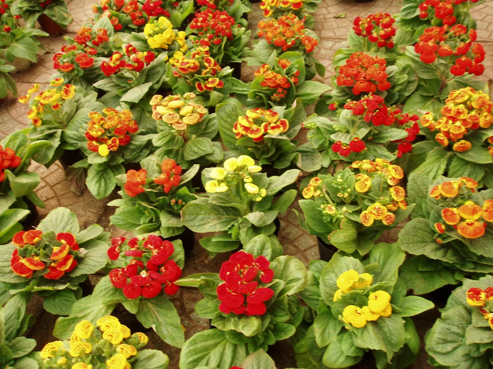 Slipper Flower, Pouch Flower (Calceolaria Herbeohybrida Group) — is a captivating addition to any garden with its unique and striking blossoms; or bi-colored