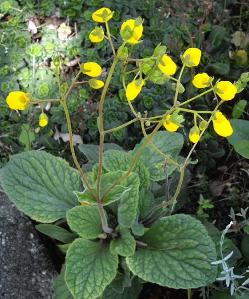 Slipper Flower, Pouch Flower (Calceolaria Herbeohybrida Group) — Ideal for partial shade, they thrive in well-drained, organic-rich soil