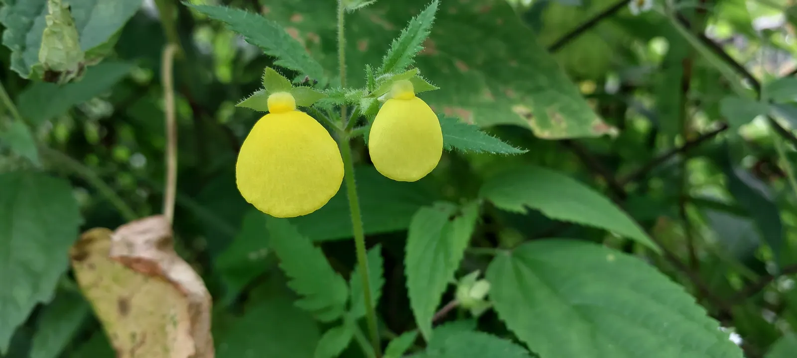 Slipper Flower, Pouch Flower (Calceolaria Herbeohybrida Group) — commonly known as the Slipper Flower or Pouch Flower; or bicolor flowers in spring to summer