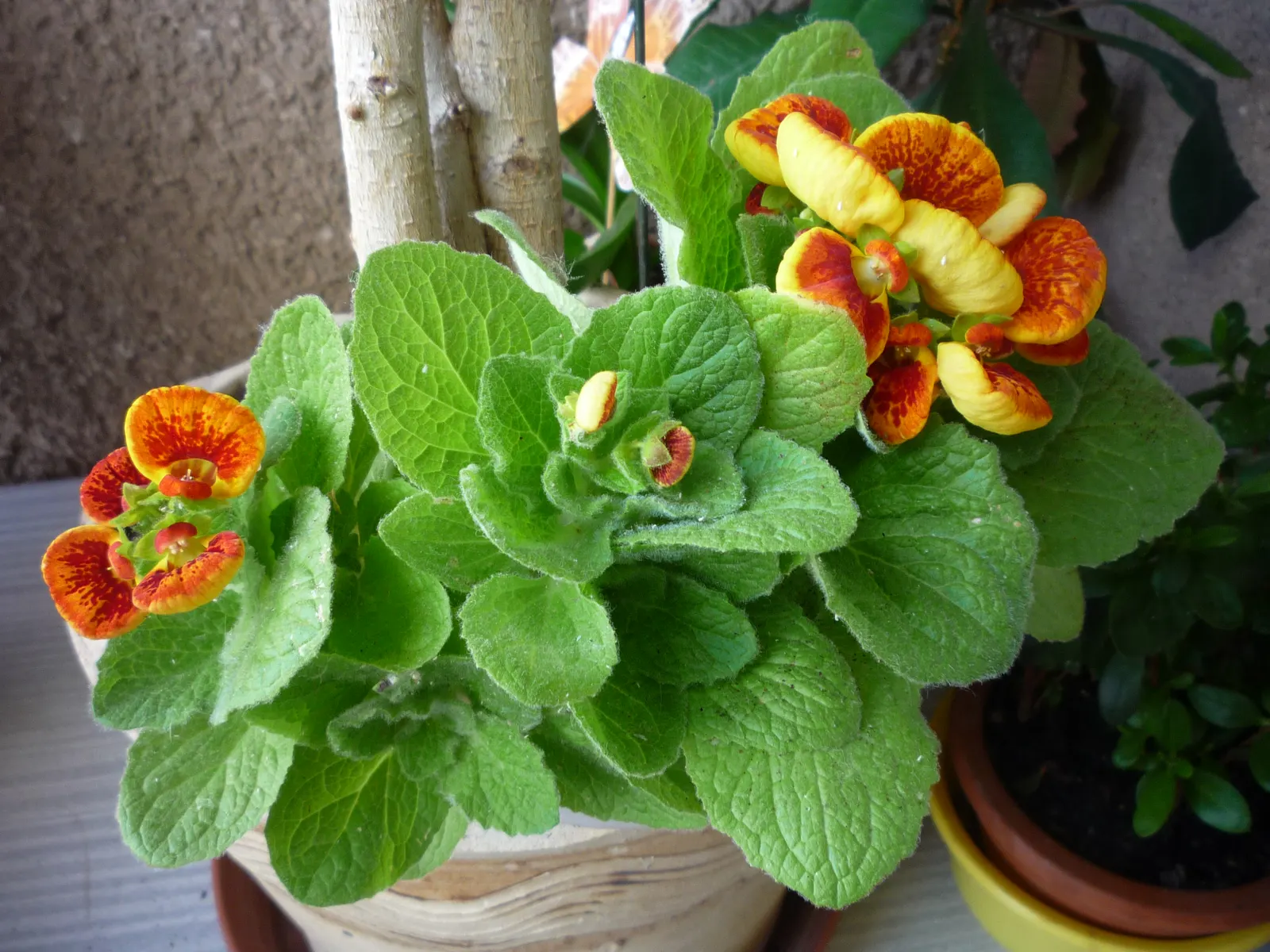 Slipper Flower, Pouch Flower (Calceolaria Herbeohybrida Group) — annual with yellow blooms