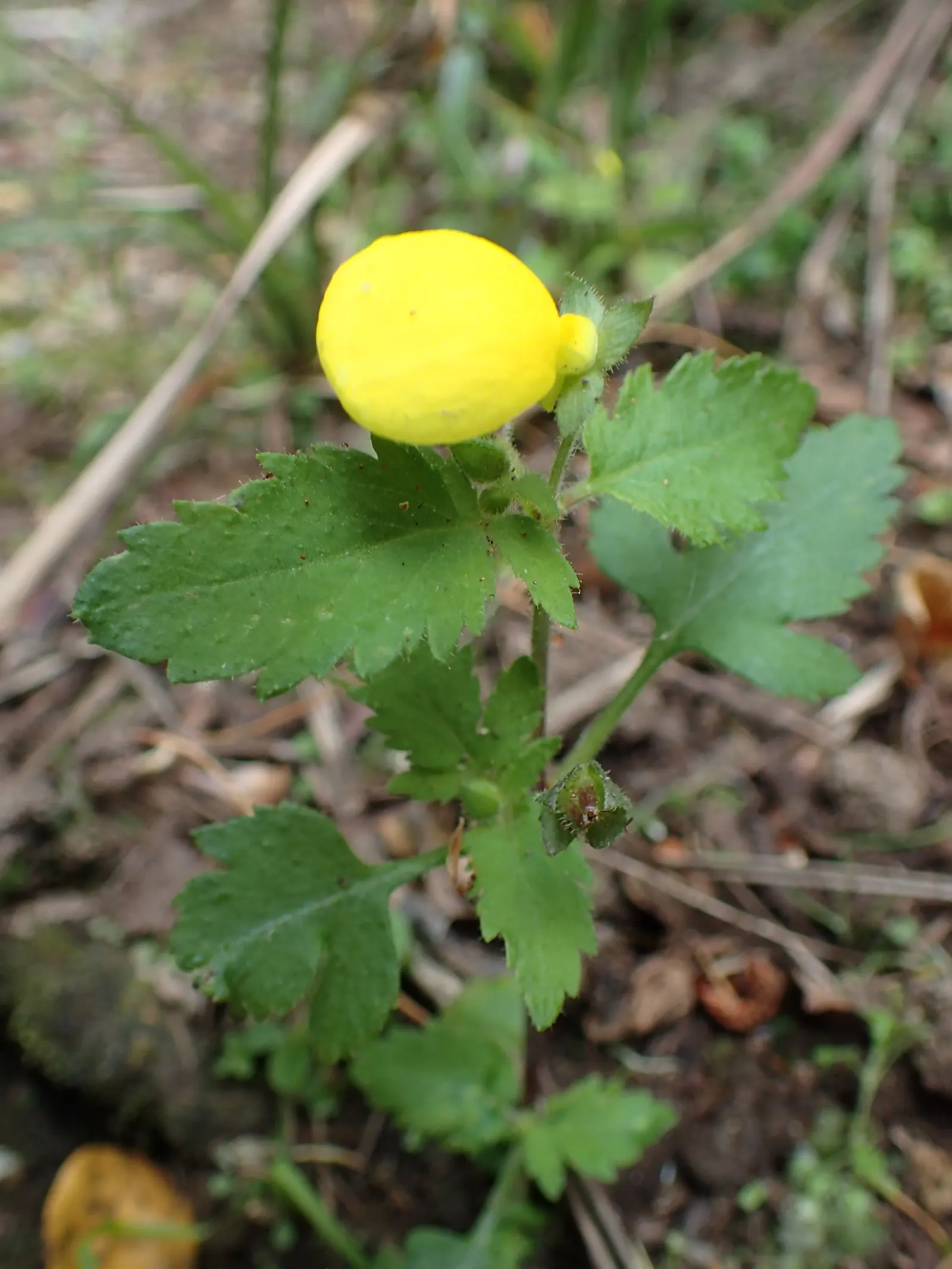Slipper Flower, Pouch Flower (Calceolaria Herbeohybrida Group) — Perfect for borders or as cheerful container specimens; creating a pleasing contrast with the