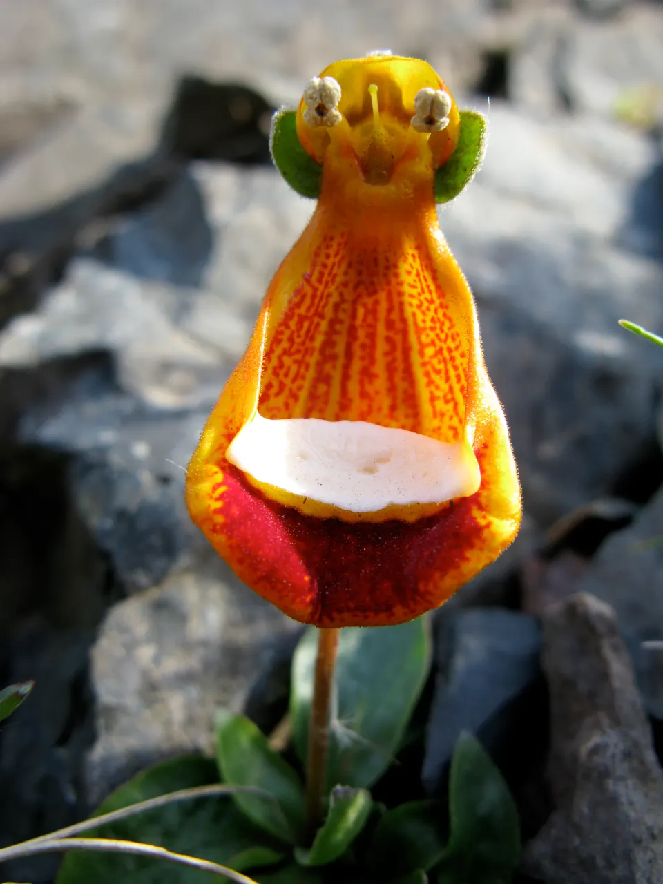 Slipper Flower, Pouch Flower (Calceolaria Herbeohybrida Group) — yellow flowers in the garden