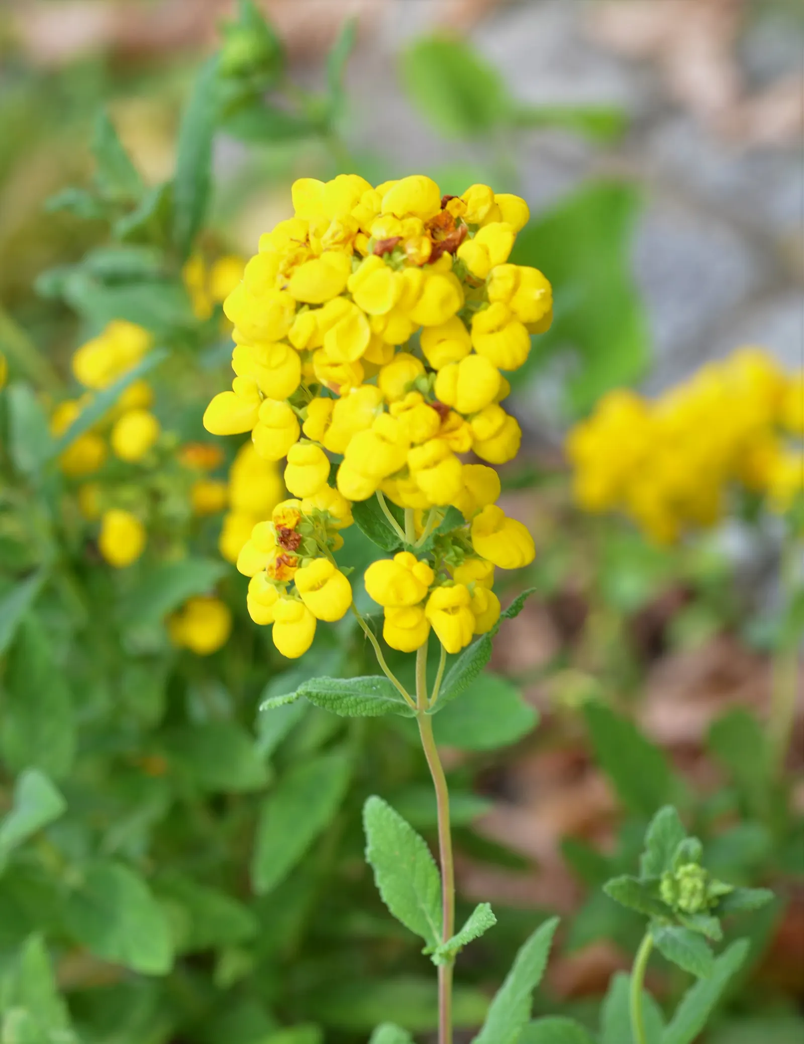 Slipper Flower, Pouch Flower (Calceolaria Herbeohybrida Group) — known as Slipper or Pouch Flower; is a captivating addition to any garden with its unique and
