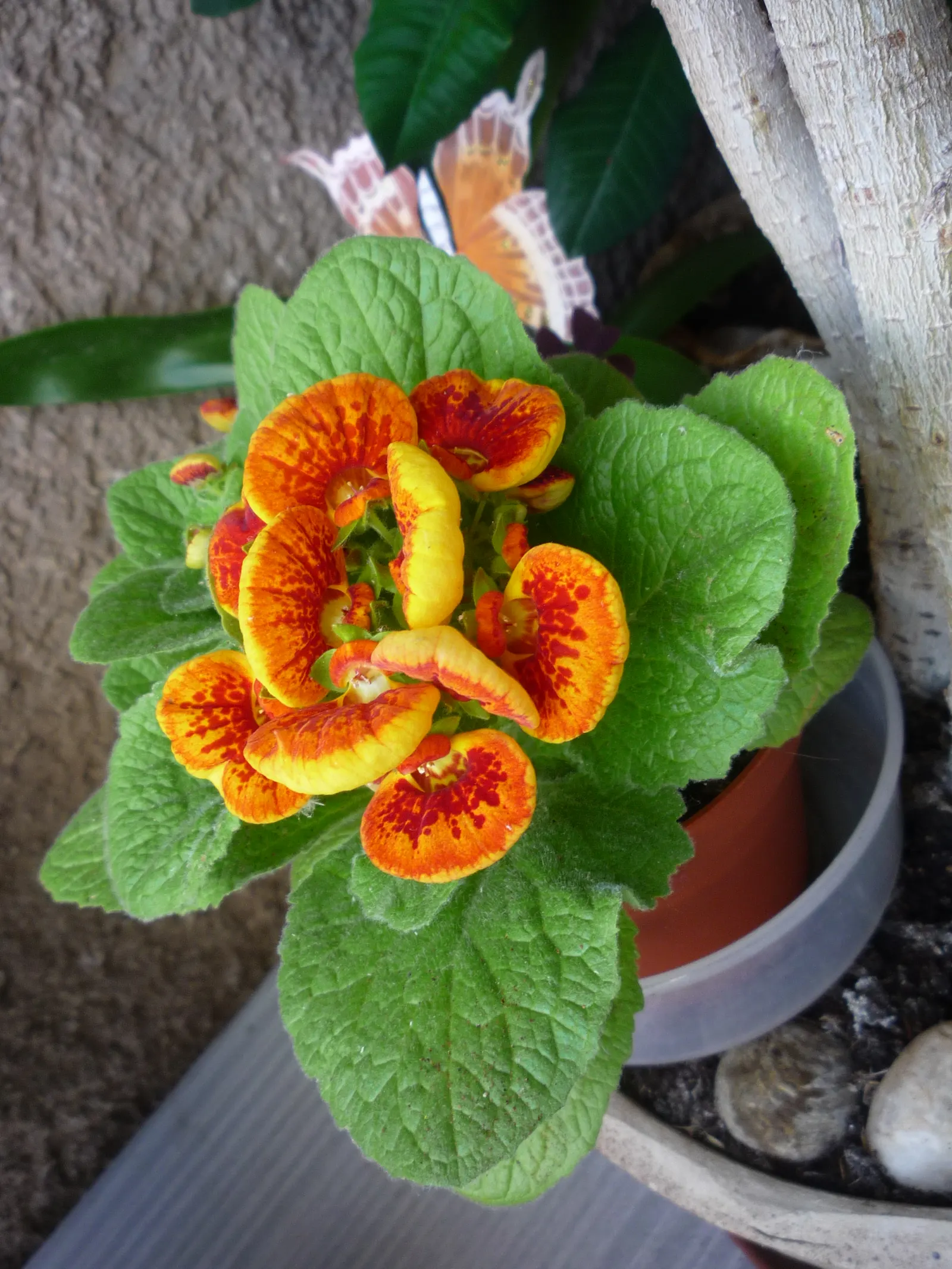 Slipper Flower, Pouch Flower (Calceolaria Herbeohybrida Group) — Perfect for borders or as cheerful container specimens