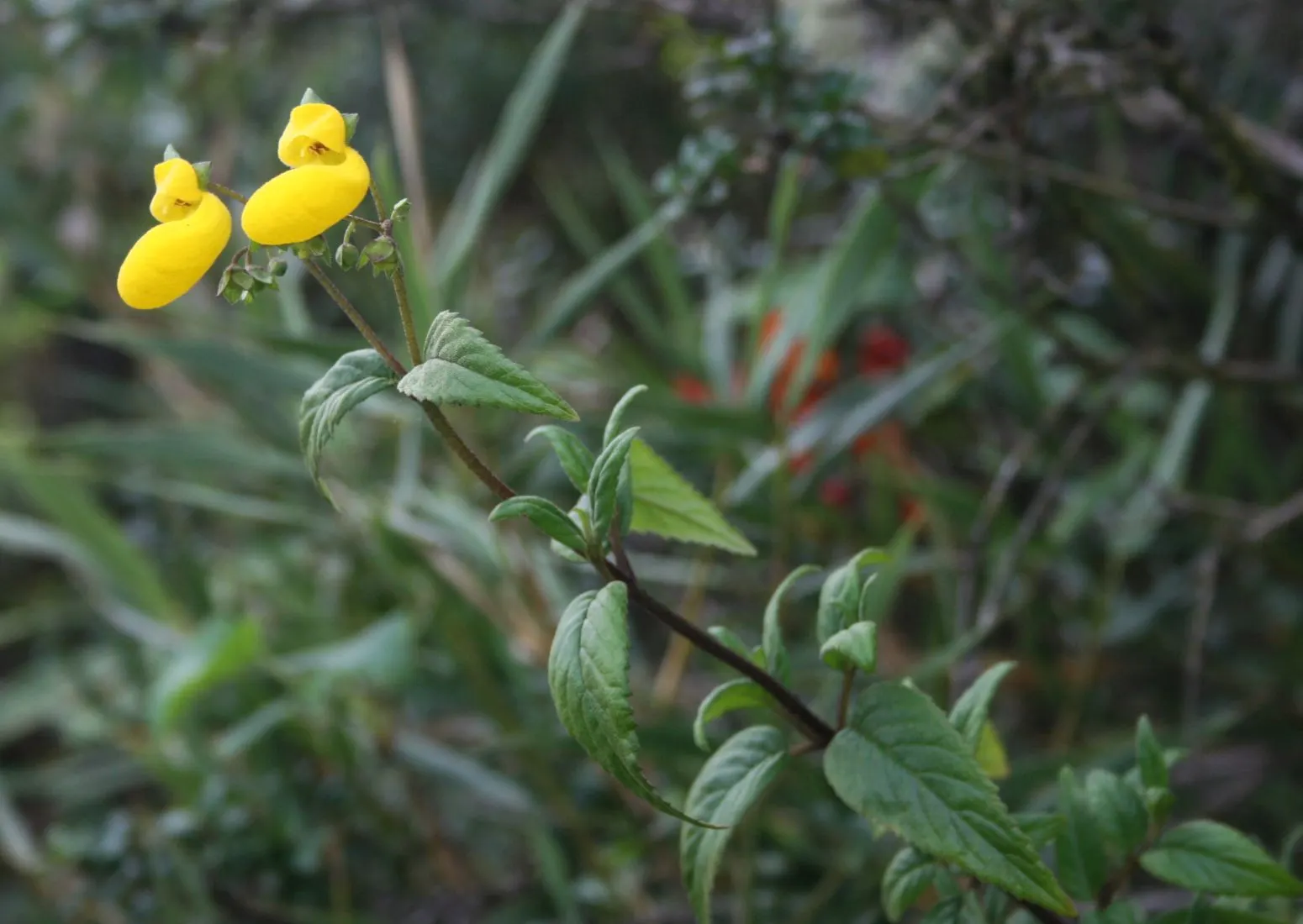 Slipper Flower, Pouch Flower (Calceolaria Herbeohybrida Group) — These annuals reach 6-15 inches tall and spread up to 12 inches