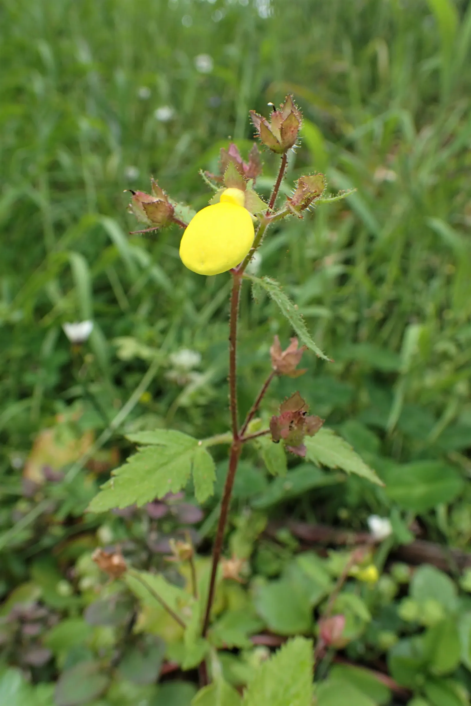 Slipper Flower, Pouch Flower (Calceolaria Herbeohybrida Group) — in zones below USDA hardiness 10; the Calceolaria prefers a cool climate and thrives in