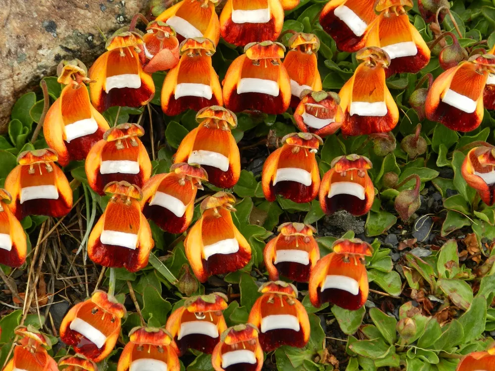Slipper Flower, Pouch Flower (Calceolaria Herbeohybrida Group) — Ideal for partial shade, they thrive in well-drained, organic-rich soil; known as Slipper or