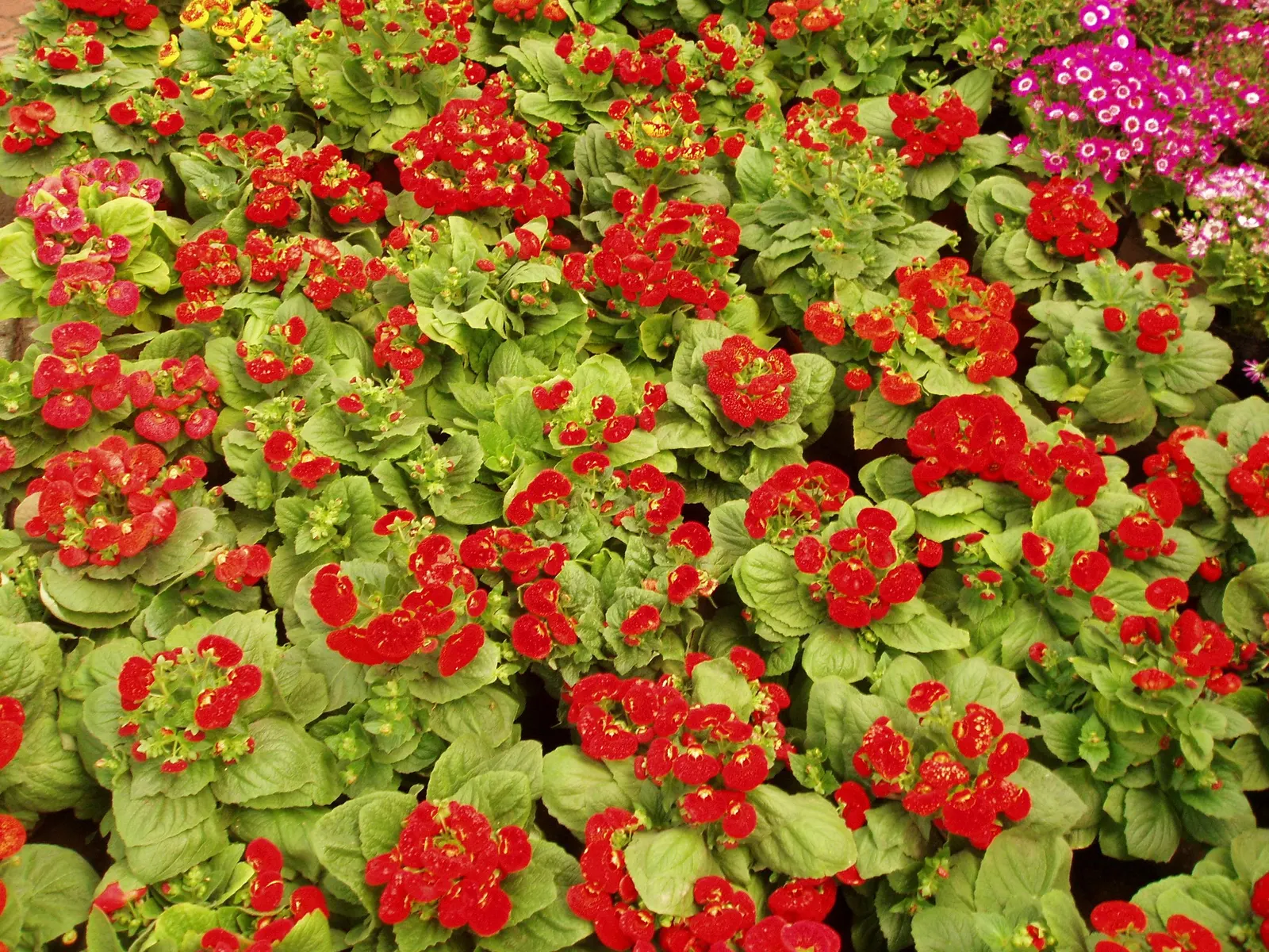 Slipper Flower, Pouch Flower (Calceolaria Herbeohybrida Group) — adding a burst of color when many other plants are just beginning to grow; in zones below USDA