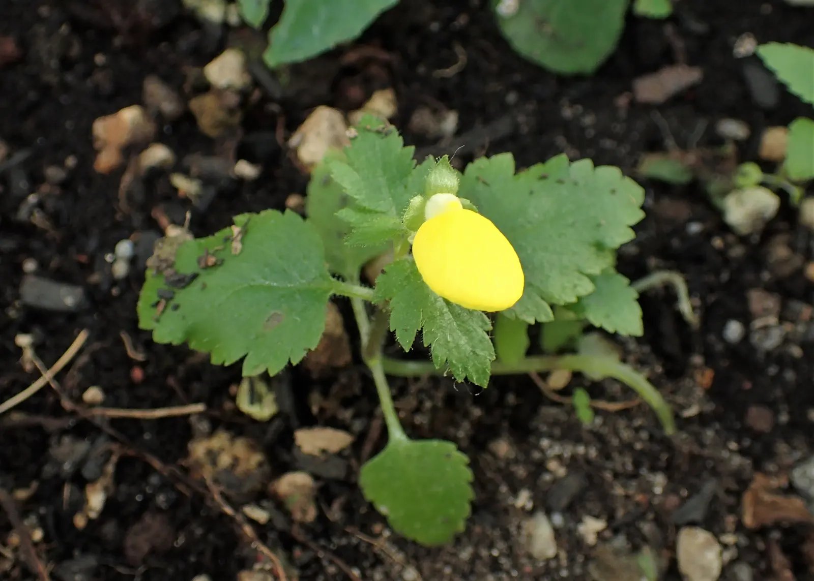 Slipper Flower, Pouch Flower (Calceolaria Herbeohybrida Group) — adding a burst of color when many other plants are just beginning to grow