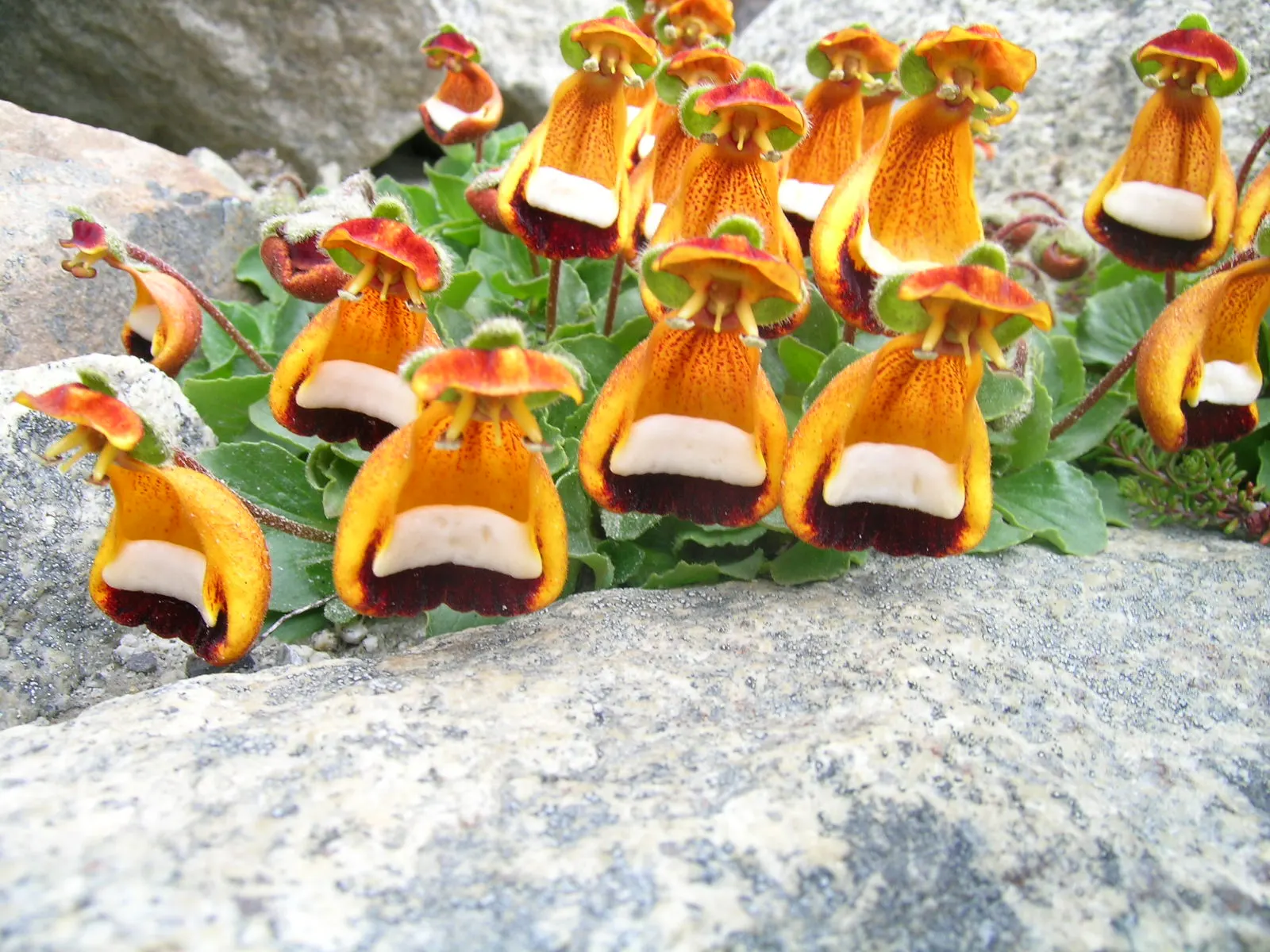 Slipper Flower, Pouch Flower (Calceolaria Herbeohybrida Group) — giving gardens a fresh look with each growing season