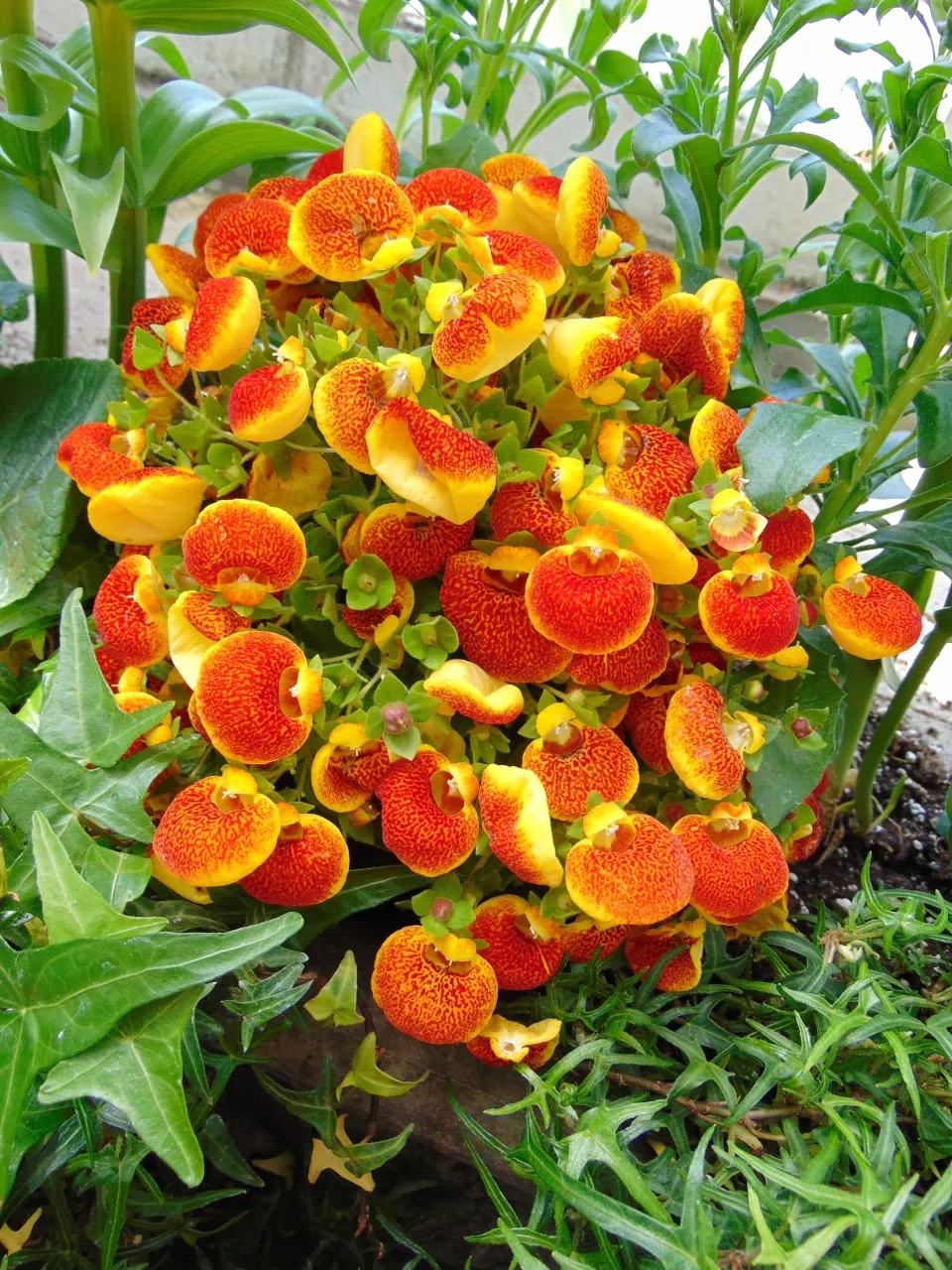 Slipper Flower, Pouch Flower (Calceolaria Herbeohybrida Group) — creating a pleasing contrast with the vibrant floral pouches.<br><br>As a tender perennial