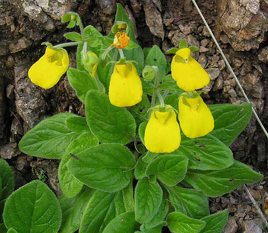 Slipper Flower, Pouch Flower (Calceolaria Herbeohybrida Group) — Calceolaria herbeohybrida