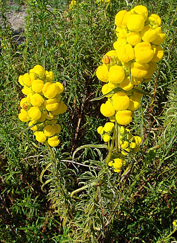 Slipper Flower, Pouch Flower (Calceolaria Herbeohybrida Group) — the Calceolaria prefers a cool climate and thrives in partial shade
