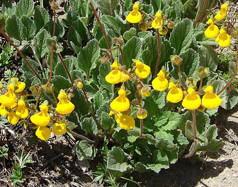 Slipper Flower, Pouch Flower (Calceolaria Herbeohybrida Group) — and regular watering to maintain consistently moist soil conditions