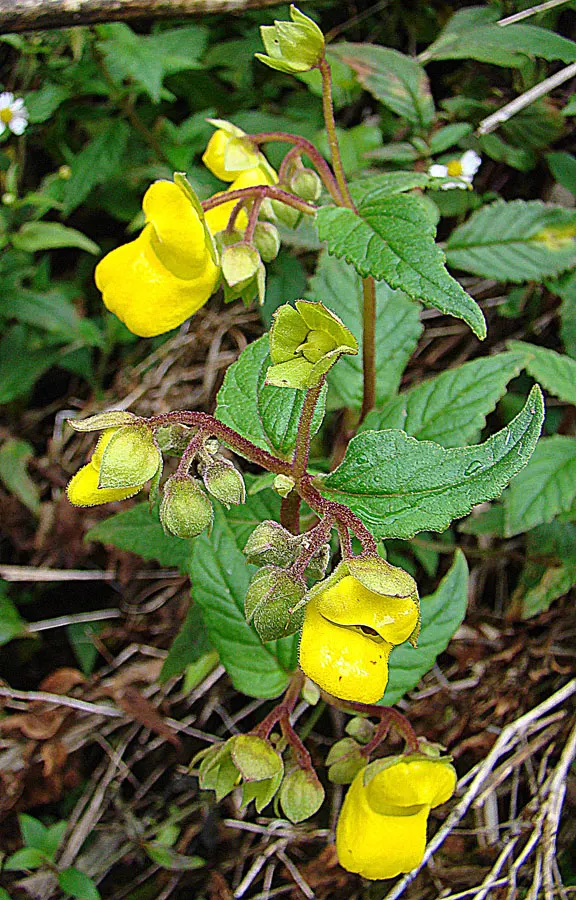 Slipper Flower, Pouch Flower (Calceolaria Herbeohybrida Group) — This herbaceous perennial is famed for its pocket-shaped flowers