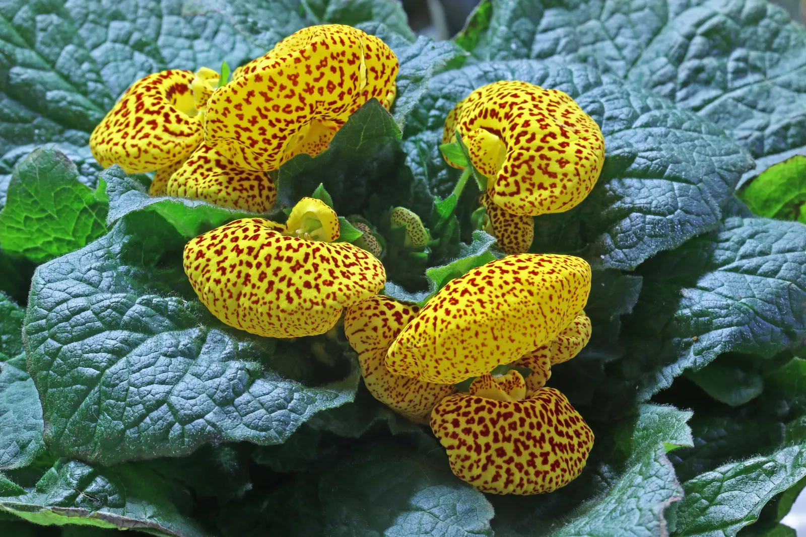 Slipper Flower, Pouch Flower (Calceolaria Herbeohybrida Group) — balloon-like blooms that resemble slippers; it is often grown as an annual