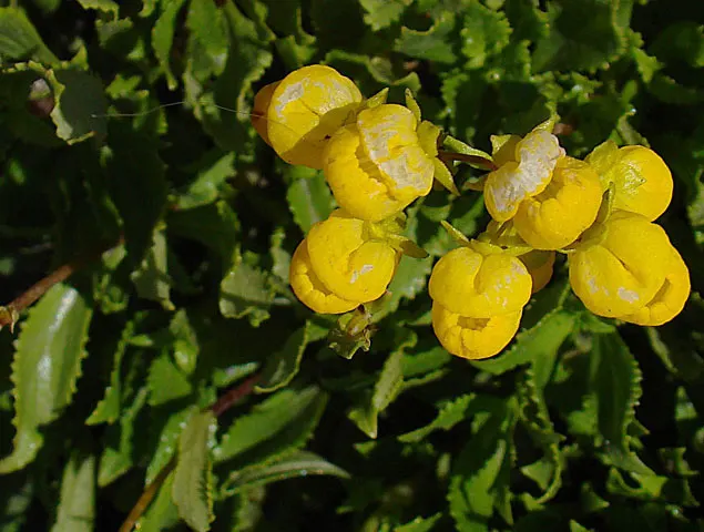 Slipper Flower, Pouch Flower (Calceolaria Herbeohybrida Group) — or bicolor flowers in spring to summer