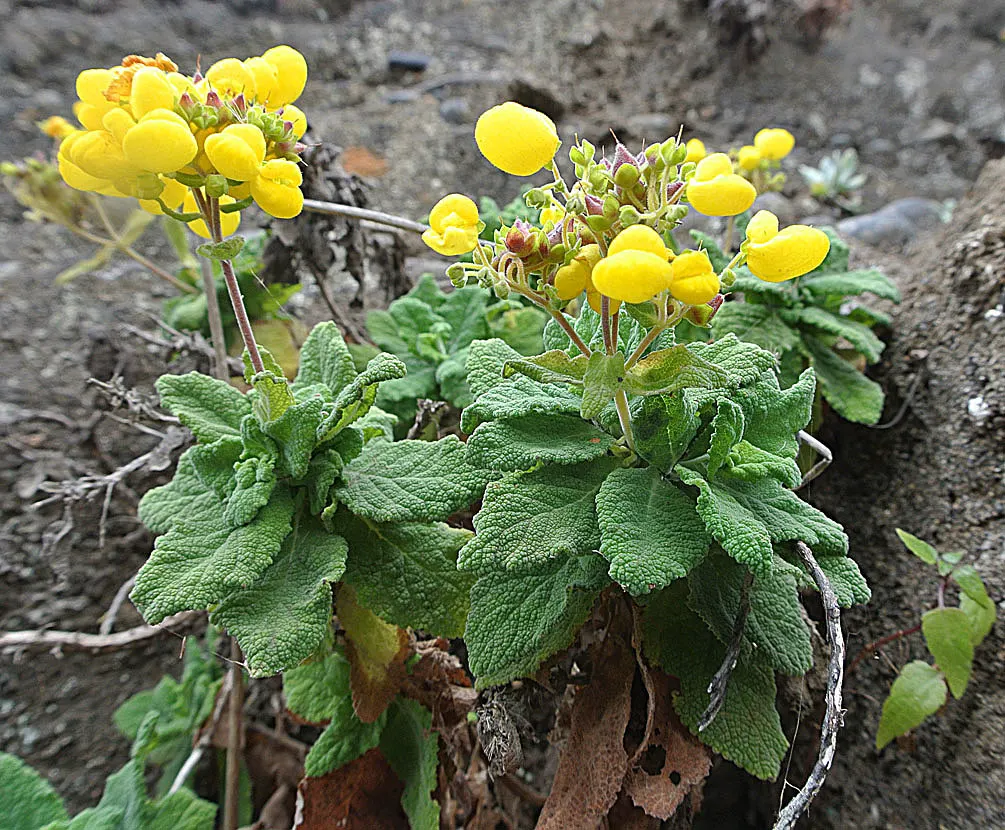 Slipper Flower, Pouch Flower (Calceolaria Herbeohybrida Group) — often wrinkled leaves are typically a lush green; calceolaria herbeohybrida