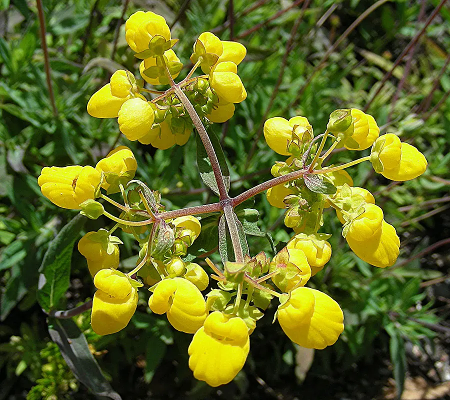 Slipper Flower, Pouch Flower (Calceolaria Herbeohybrida Group) — adds a pop of color with its unique