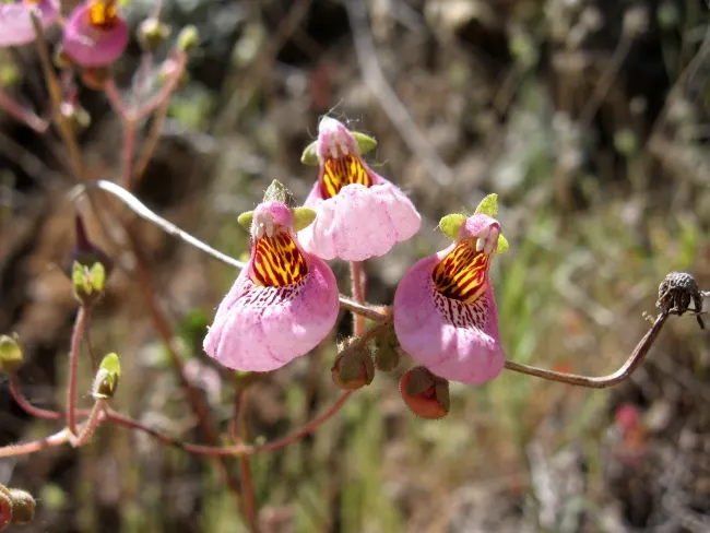 Slipper Flower, Pouch Flower (Calceolaria Herbeohybrida Group) — This herbaceous perennial is famed for its pocket-shaped flowers; adding a burst of color when