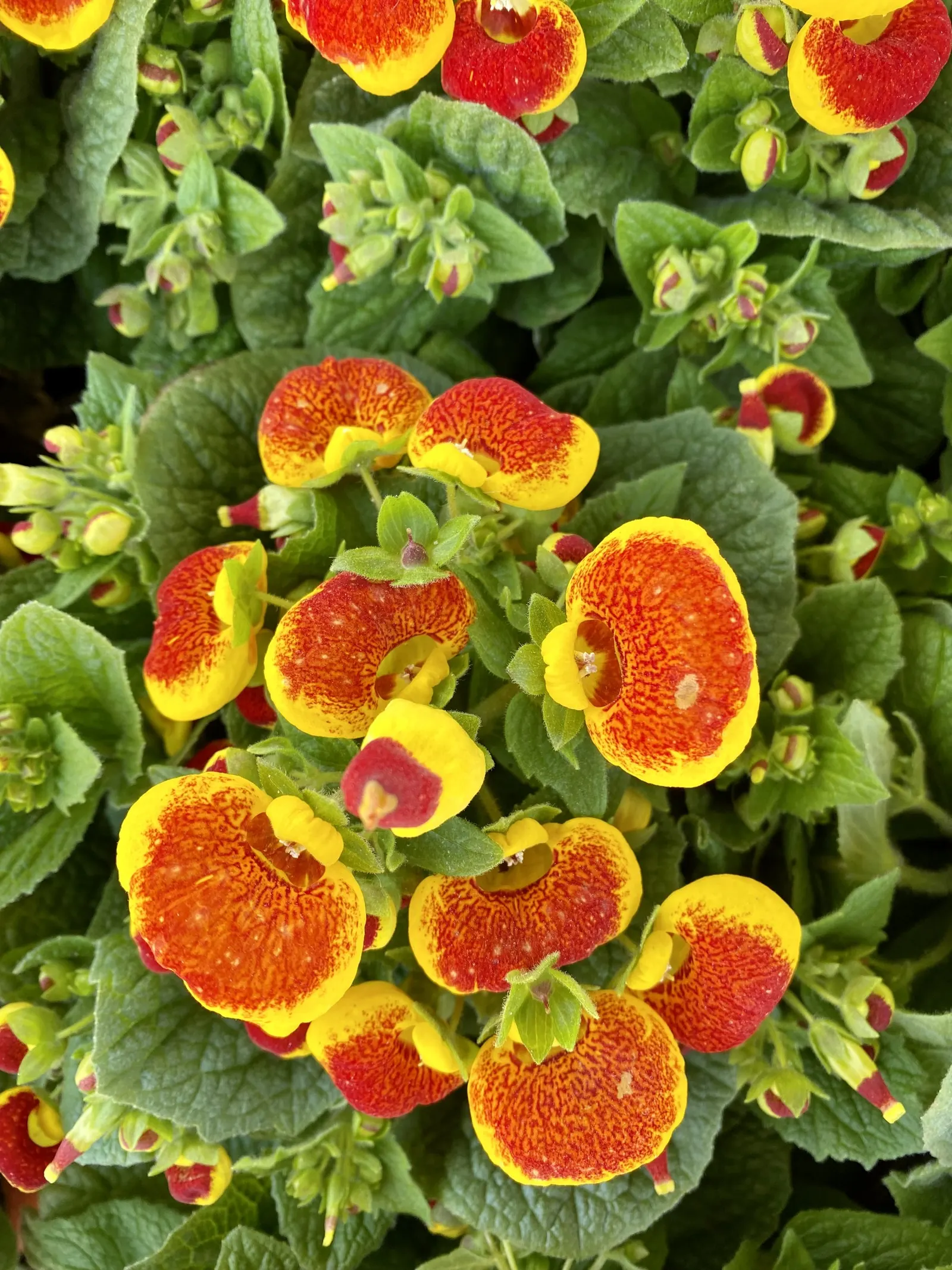 Slipper Flower, Pouch Flower (Calceolaria Herbeohybrida Group) — Calceolaria herbeohybrida; balloon-like blooms that resemble slippers