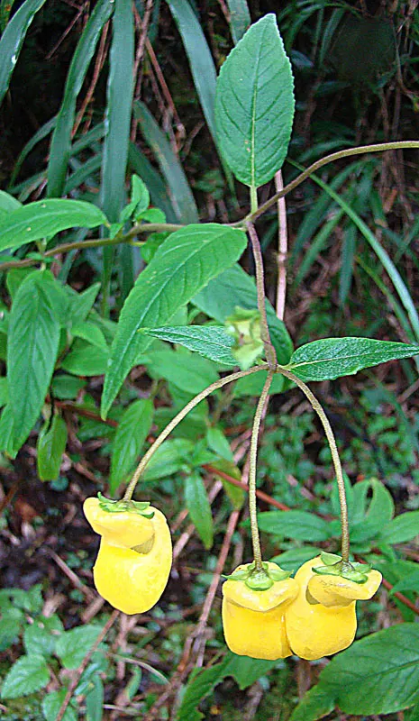Slipper Flower, Pouch Flower (Calceolaria Herbeohybrida Group) — annual for deep shade or full or half or shade