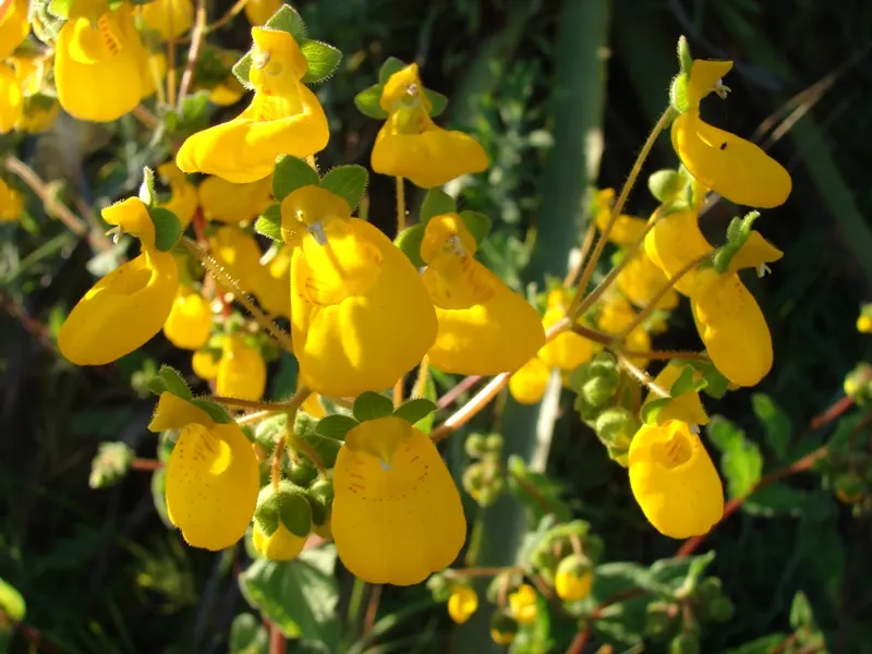 Slipper Flower, Pouch Flower (Calceolaria Herbeohybrida Group) — The plant's peak blooming period is from late spring to early summer