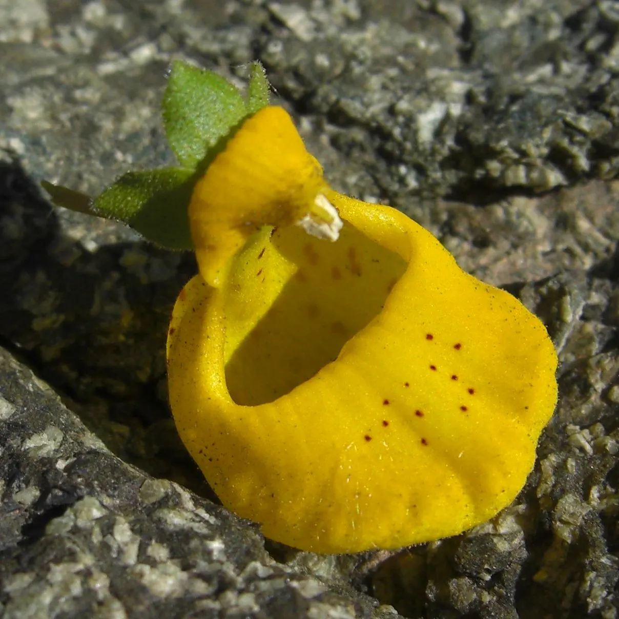 Slipper Flower, Pouch Flower (Calceolaria Herbeohybrida Group) — and regular watering to maintain consistently moist soil conditions; adds a pop of color with