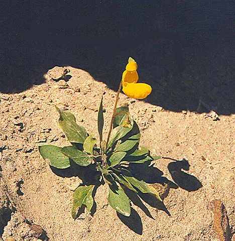 Slipper Flower, Pouch Flower (Calceolaria Herbeohybrida Group) — in zones below USDA hardiness 10