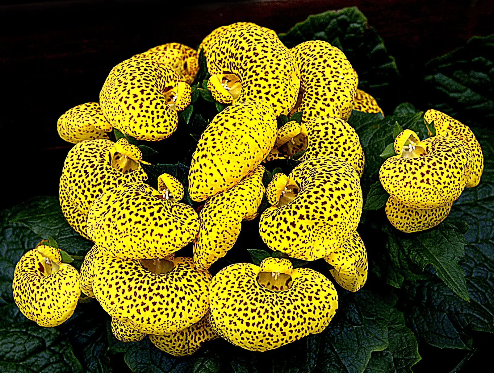 Slipper Flower, Pouch Flower (Calceolaria Herbeohybrida Group) — or bi-colored blooms that resemble tiny