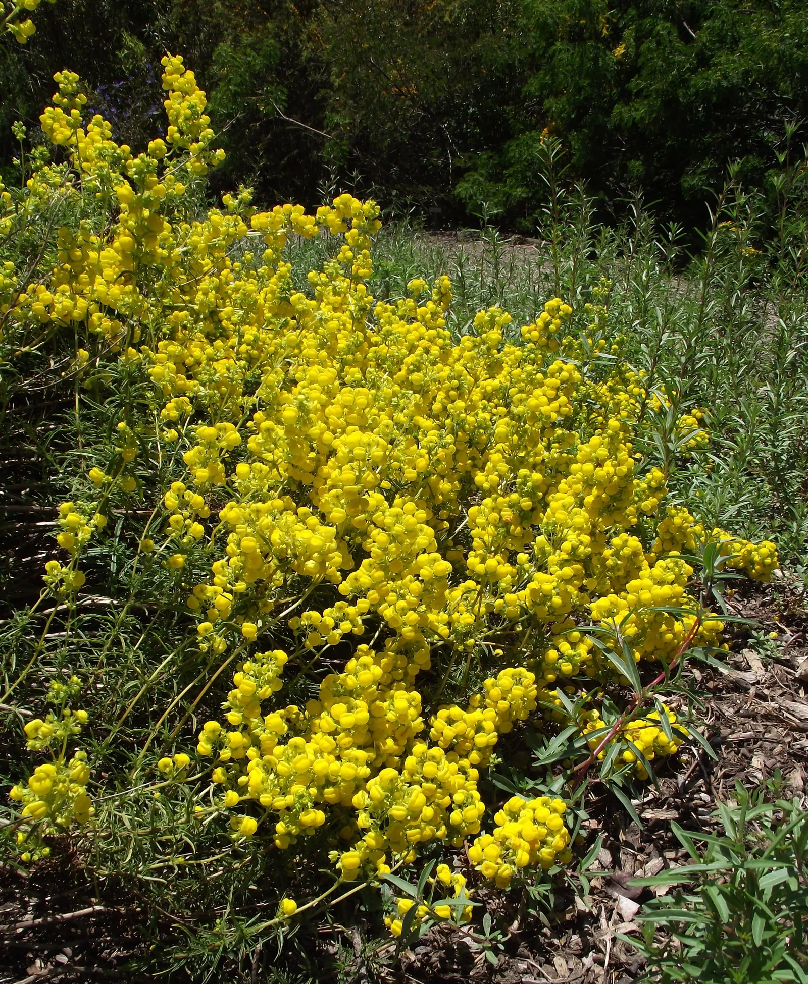Slipper Flower, Pouch Flower (Calceolaria Herbeohybrida Group) — balloon-like blooms that resemble slippers