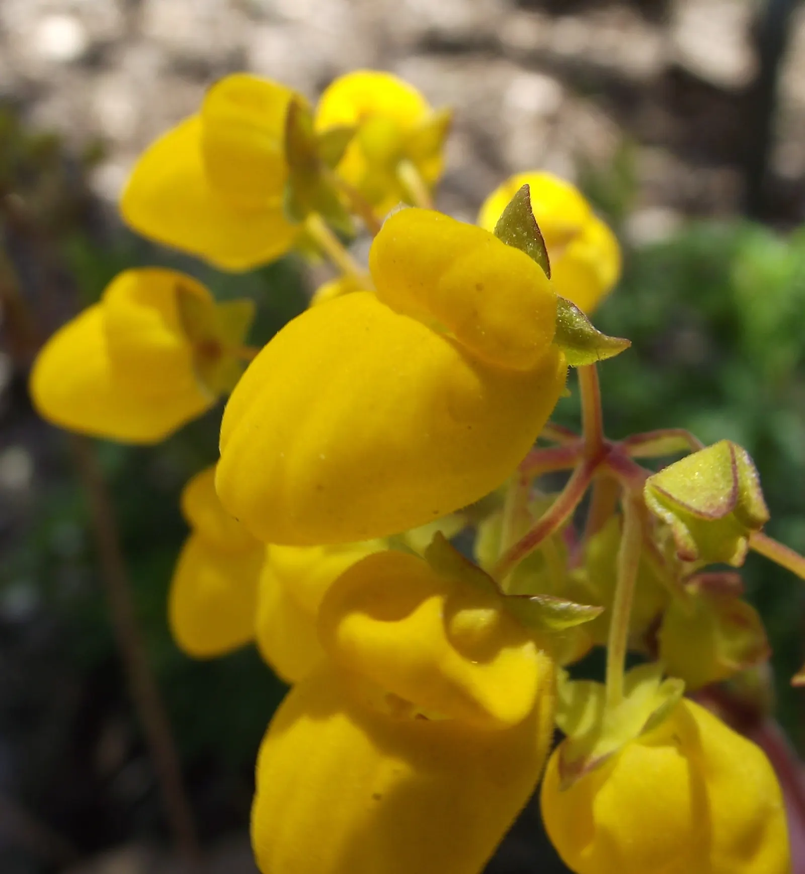 Slipper Flower, Pouch Flower (Calceolaria Herbeohybrida Group) — it is often grown as an annual; often wrinkled leaves are typically a lush green