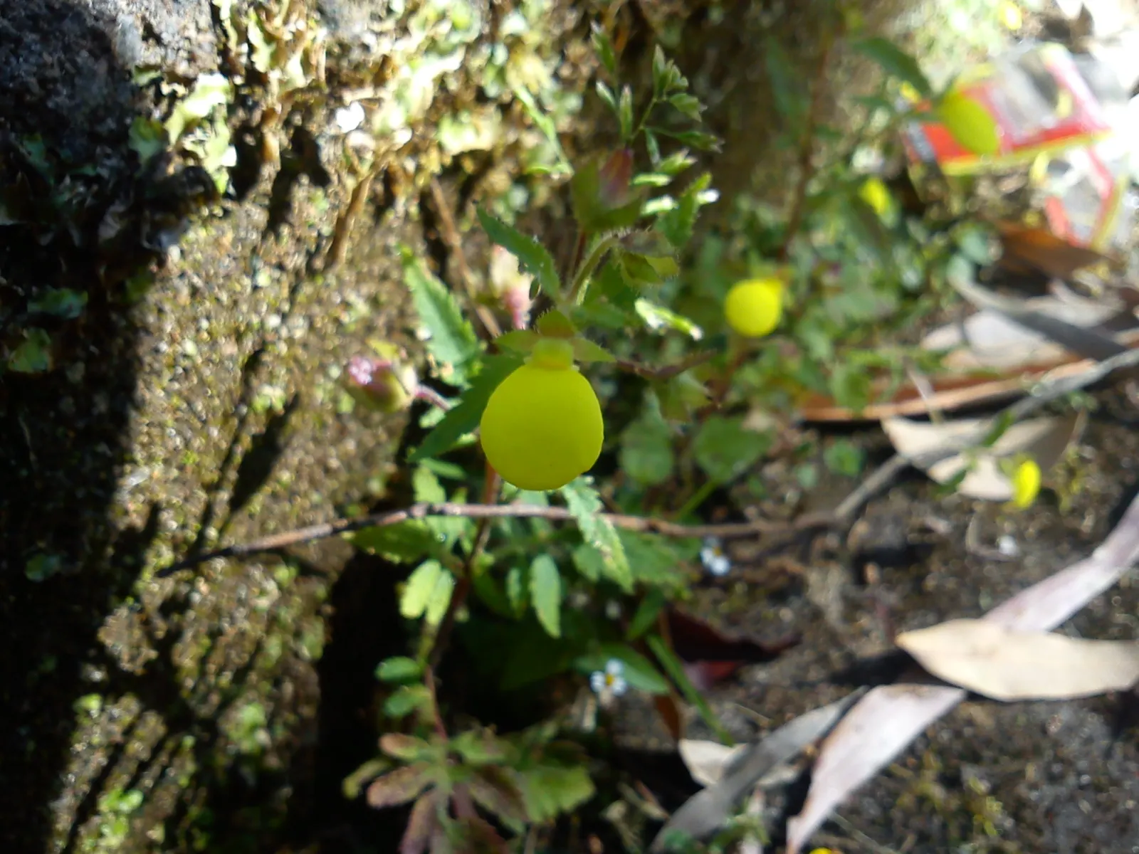 Slipper Flower, Pouch Flower (Calceolaria Herbeohybrida Group) — the Calceolaria prefers a cool climate and thrives in partial shade; this herbaceous perennial