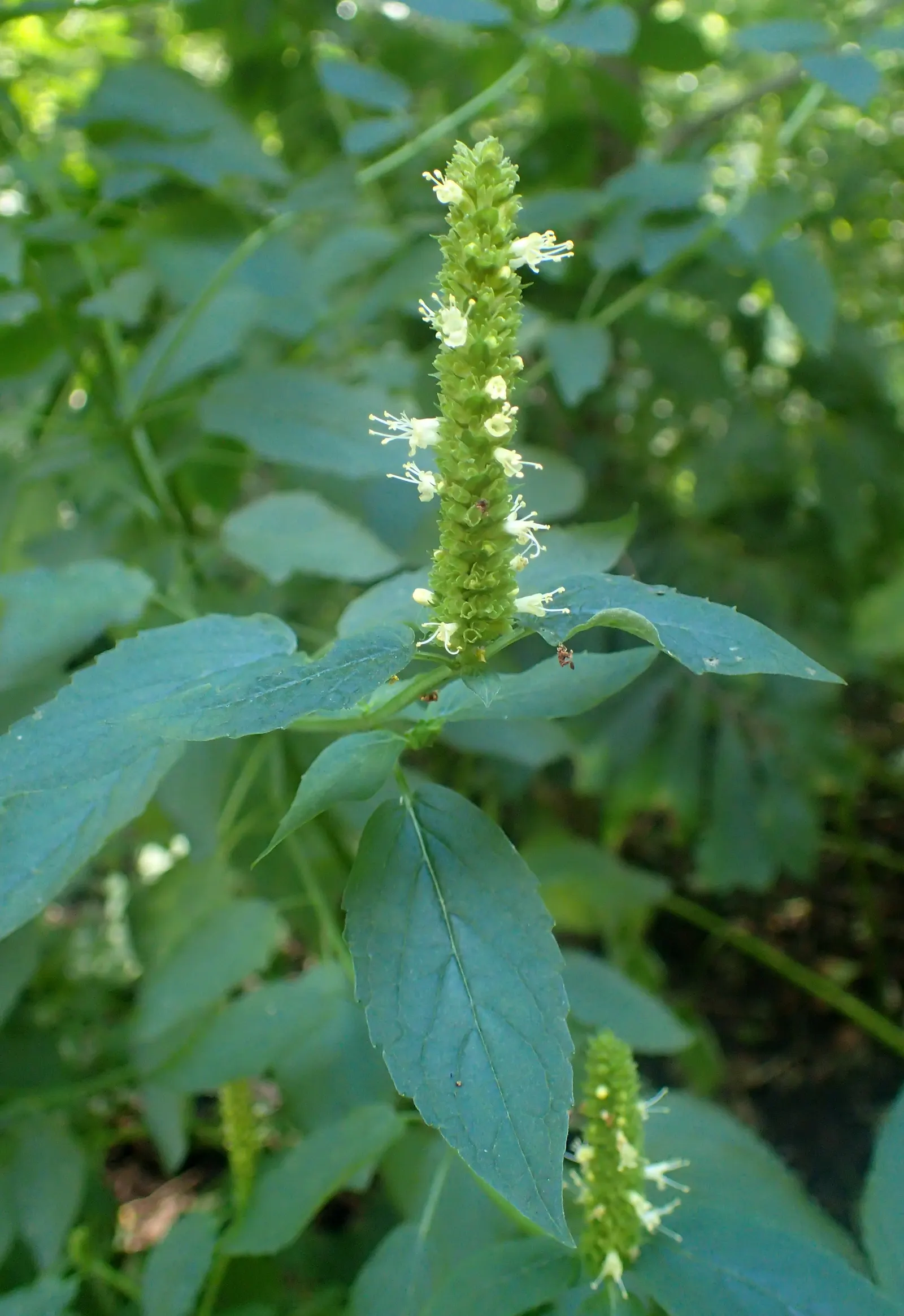 Giant Hyssop (Agastache Hybrids) — with a spread of 1 to 3 feet; perennial with blue and lavender and orange and pink and purple and red and violet and yellow
