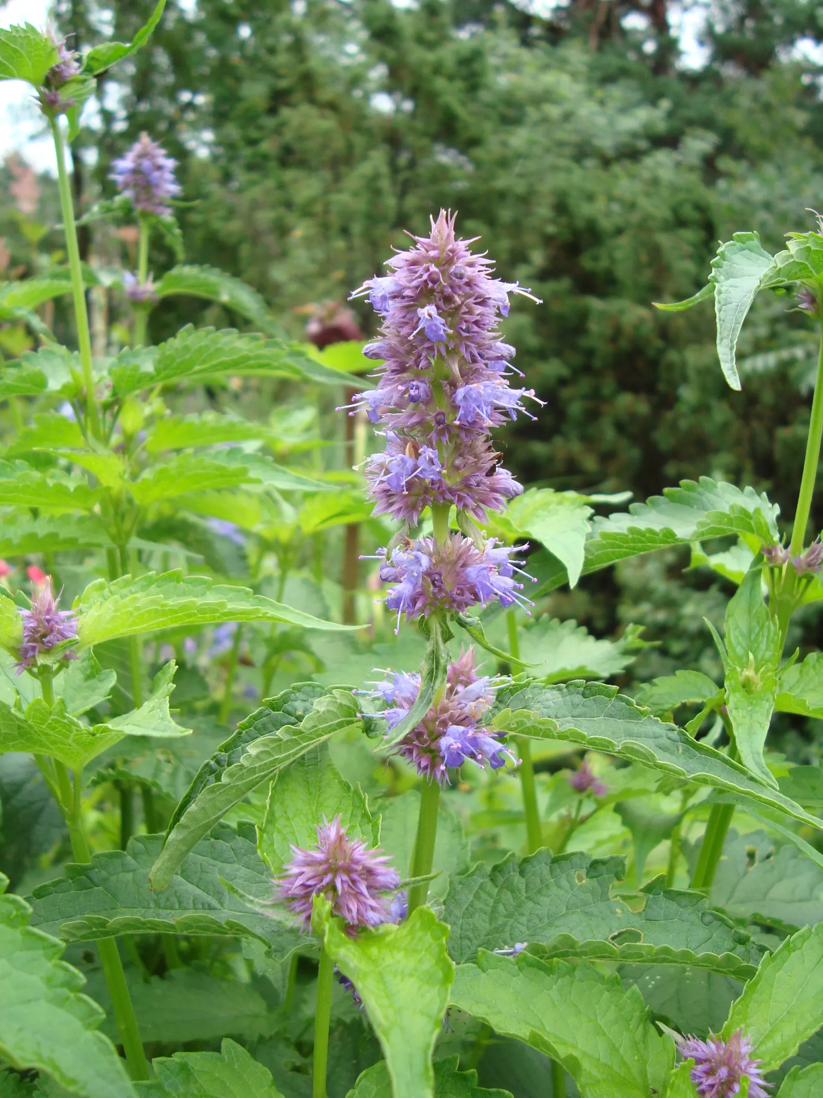 Giant Hyssop (Agastache Hybrids) — attracting hummingbirds and butterflies