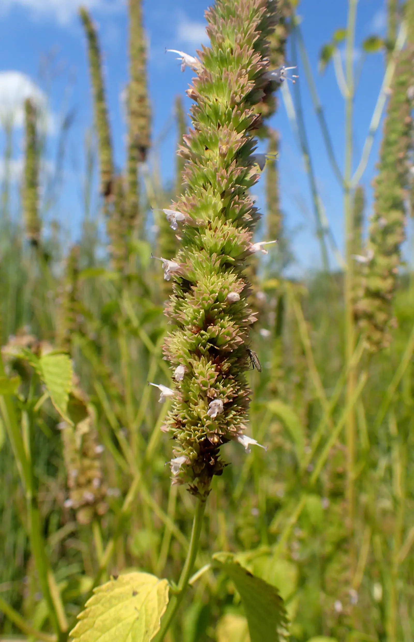 Giant Hyssop (Agastache Hybrids) — It prefers well-drained soils and performs best in full sun, although it can tolerate partial shade