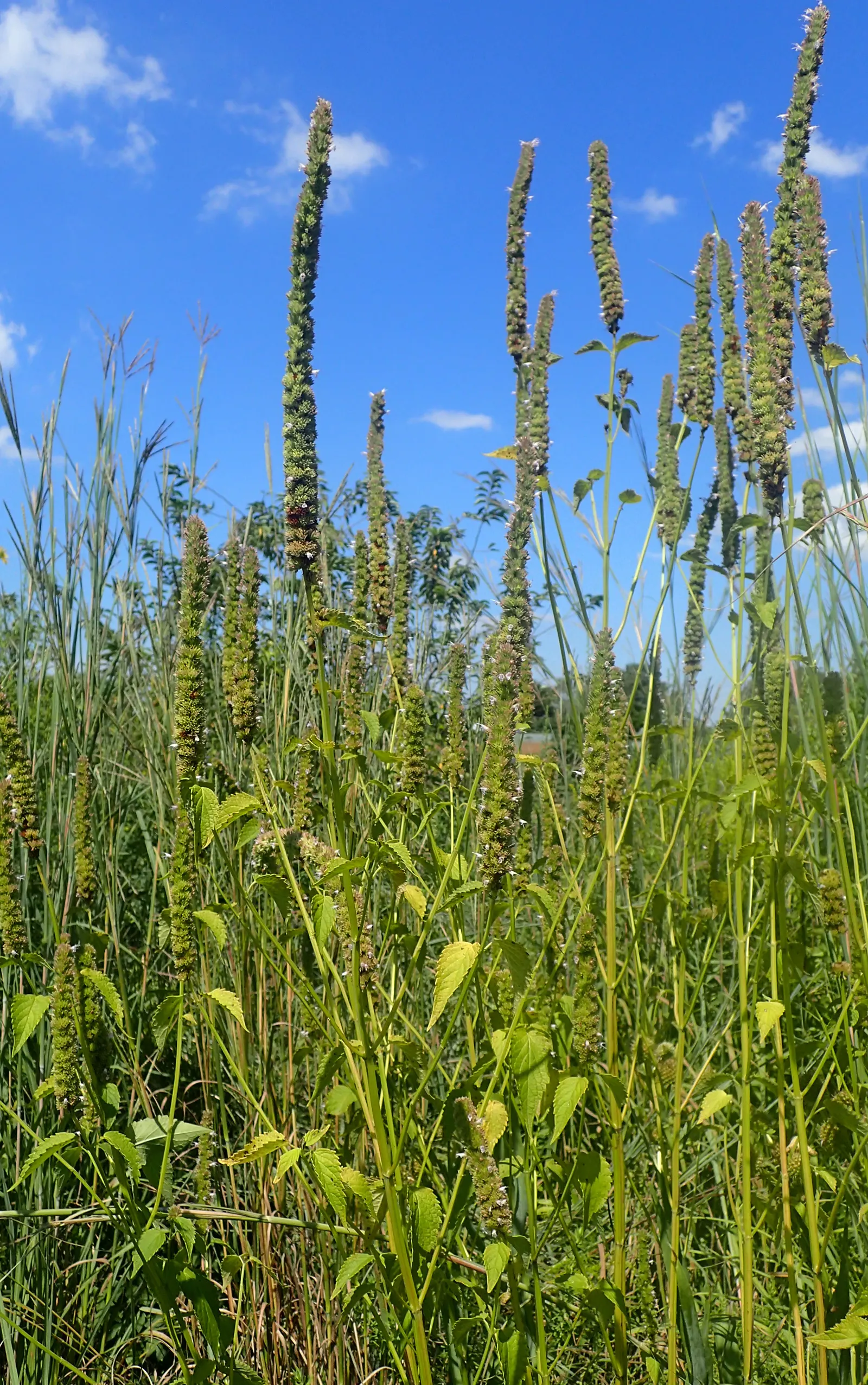 Giant Hyssop (Agastache Hybrids) — providing a generous display that attracts hummingbirds; and as an accent among lower-growing perennials, image 119