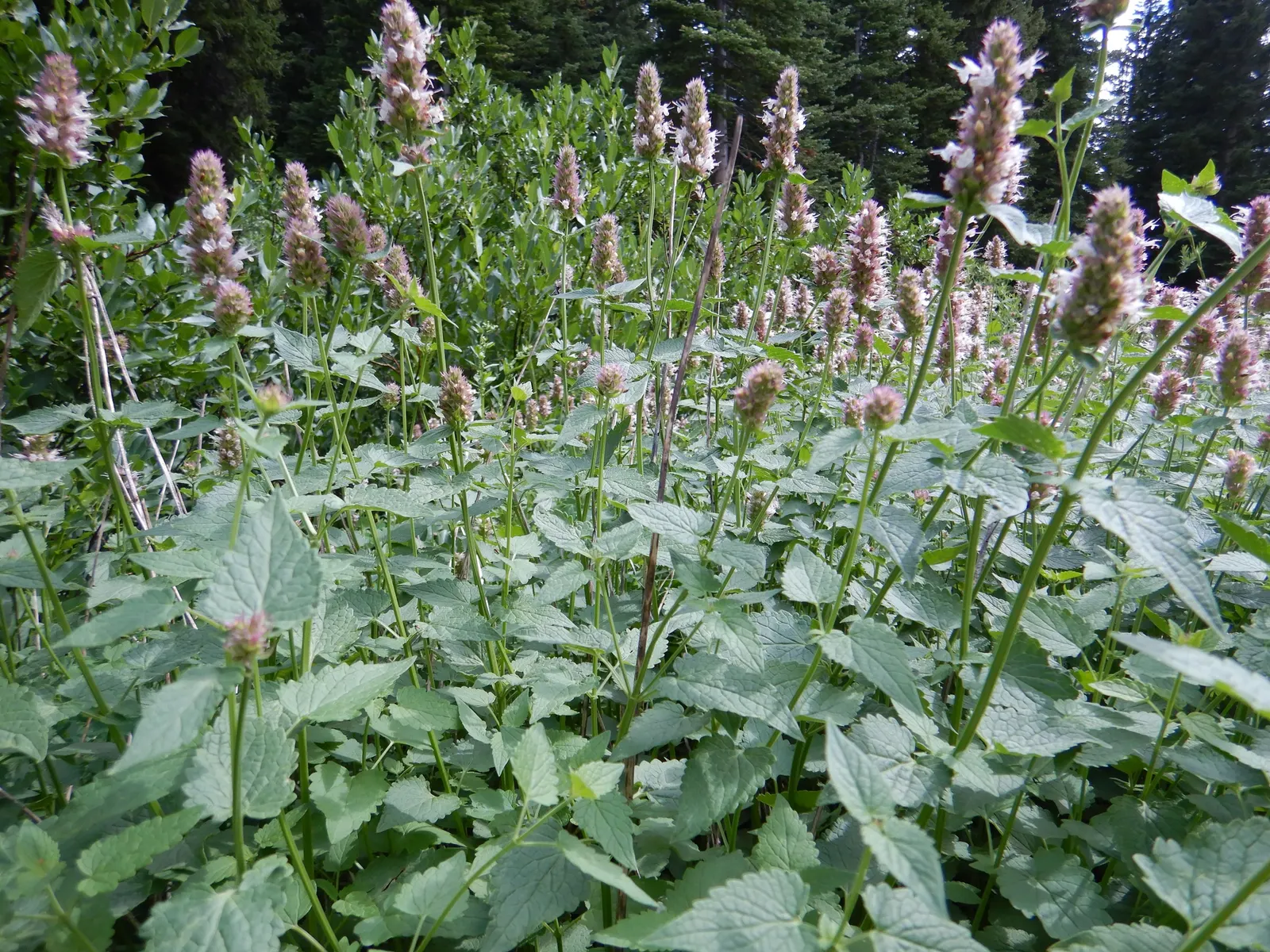 Giant Hyssop (Agastache Hybrids) — The flowers bloom from midsummer to fall; ideal conditions would include a soil pH ranging between 6.0 and 8.0