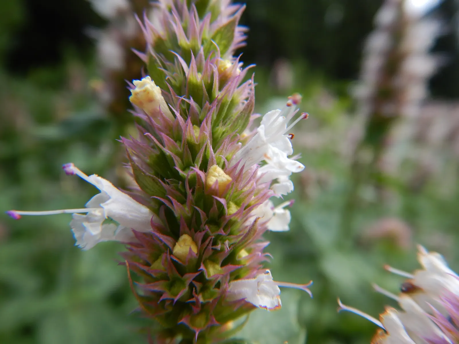 Giant Hyssop (Agastache Hybrids) — this plant works exceptionally well in borders; though deadheading can promote additional blooming and prevent self-seeding
