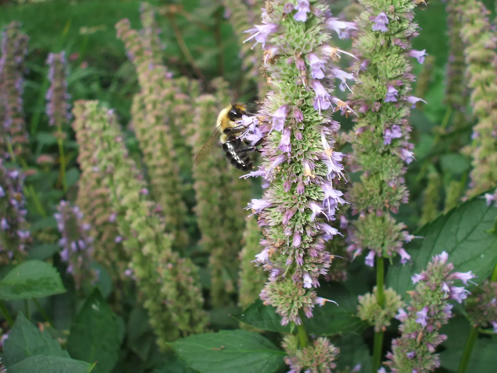 Giant Hyssop (Agastache Hybrids) — also adds a sensory aspect to the garden; with a spread of 1 to 3 feet, image 98