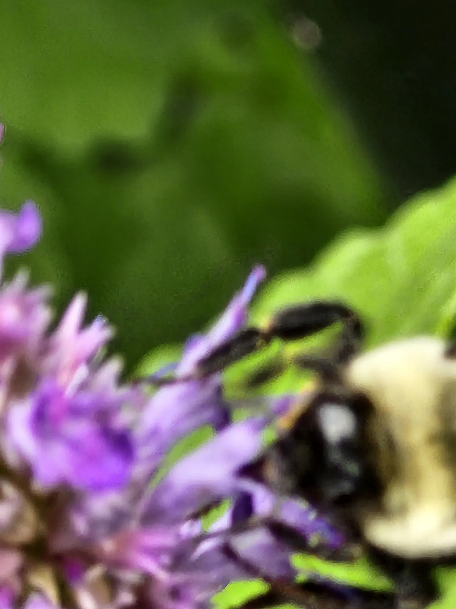 Giant Hyssop (Agastache Hybrids) — Space them about 1 to 3 feet apart in full sun to moderate shade for a vibrant, aromatic display, image 86