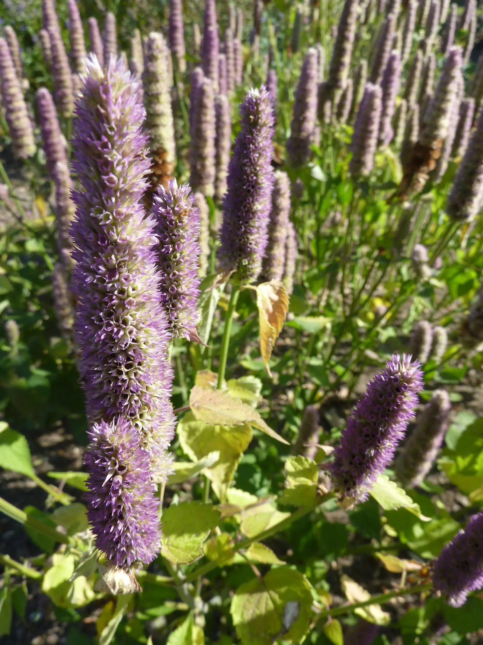 Giant Hyssop (Agastache Hybrids) — Known for its ease of cultivation and long blooming period; the Giant Hyssop (Agastache hybrids) stands out in the landscape