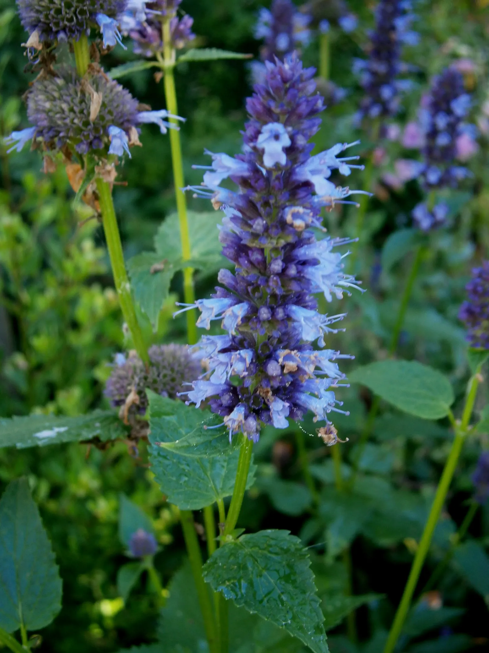 Giant Hyssop (Agastache Hybrids) — blue and lavender and orange and pink and purple and red and violet and yellow flowers in the garden; the, image 79