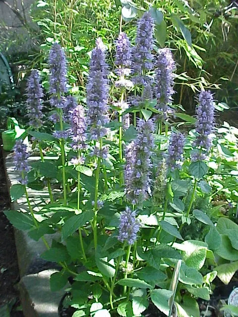 Giant Hyssop (Agastache Hybrids) — reminiscent of mint or anise when crushed; the Giant Hyssop (Agastache hybrids) is a hardy perennial favored for, image 97