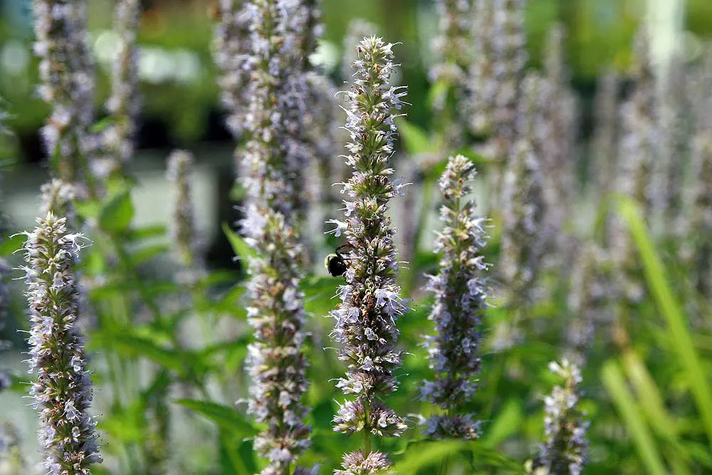 Giant Hyssop (Agastache Hybrids) — Known for its ease of cultivation and long blooming period; the Giant Hyssop (Agastache hybrids) stands out in, image 90
